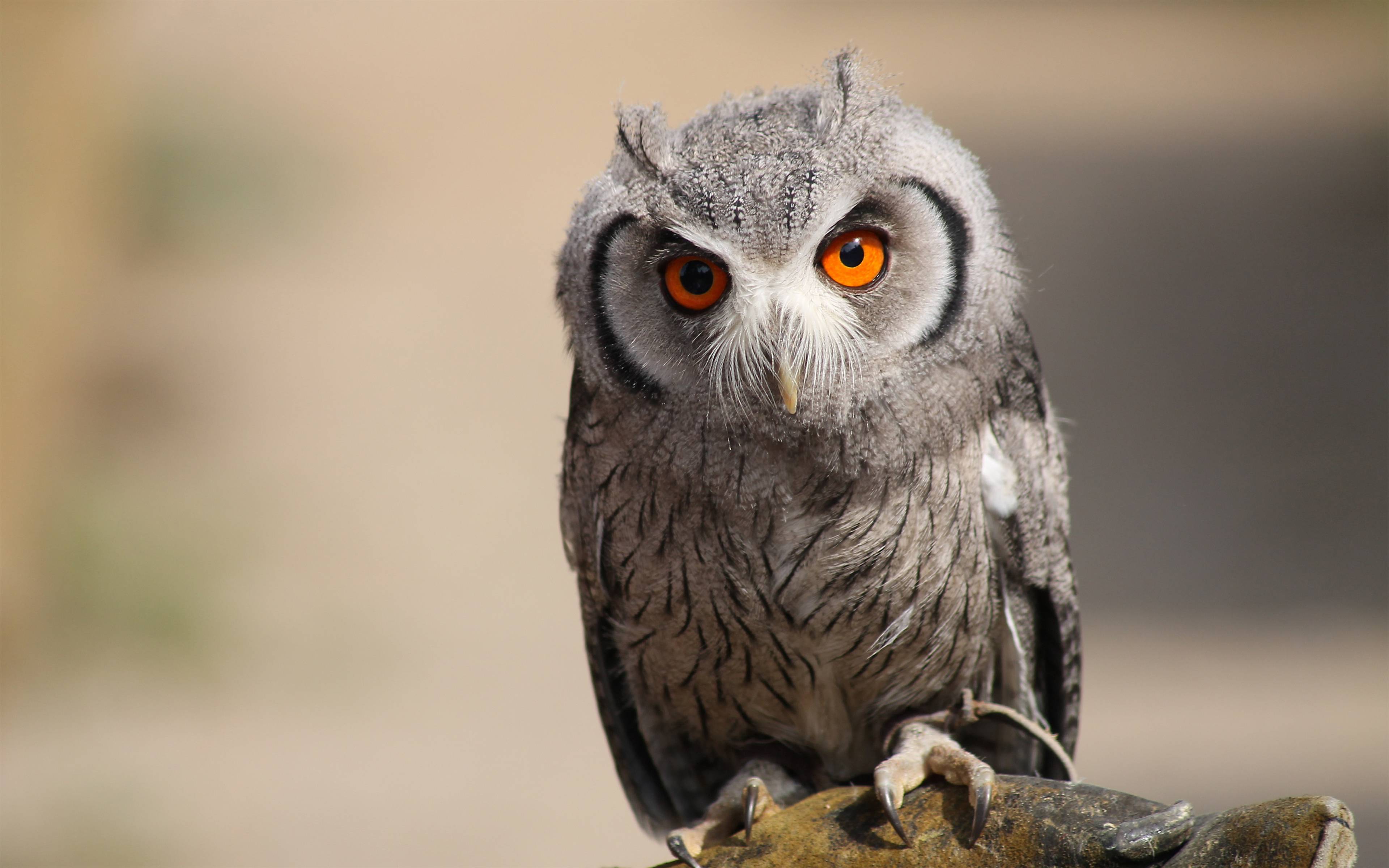 3840x2400 Owl 3840×2400 HD 4k
