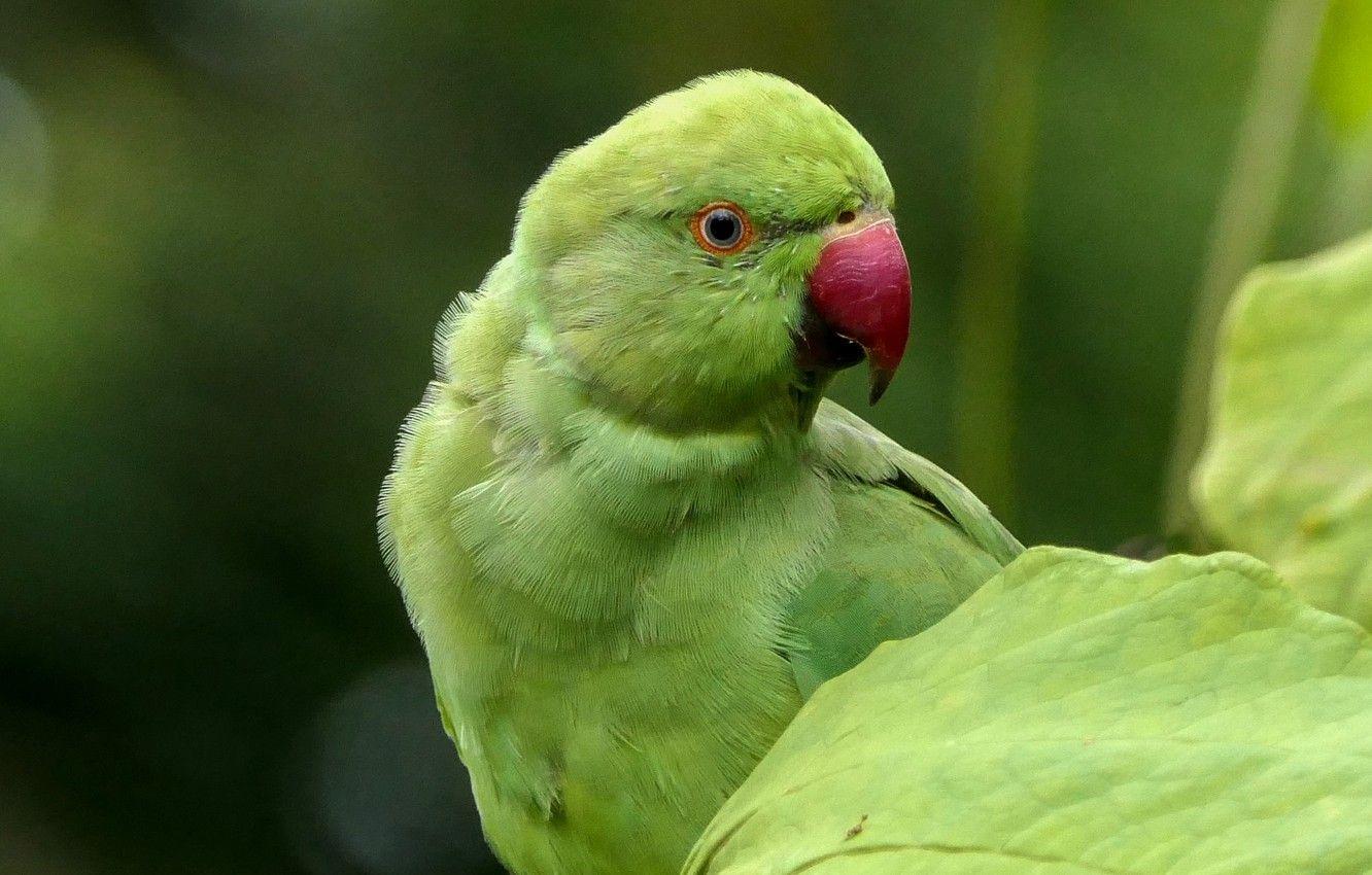 1332x850 Wallpaper bird, parrot, Indian ringed parrot, Alexandrine parrot image for desktop, section животные