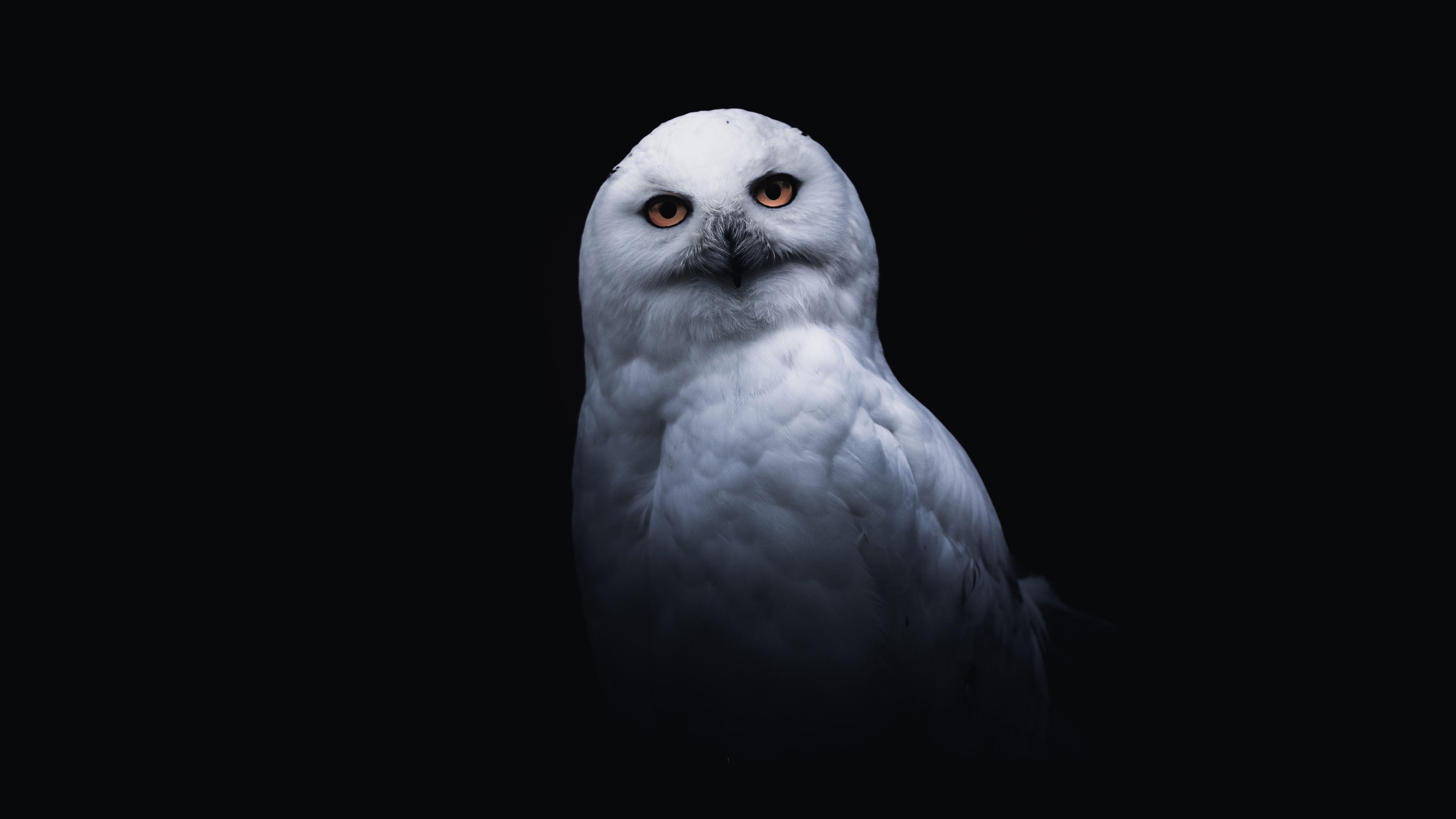 5120x2880 Snowy owl HD Wallpaper & Background