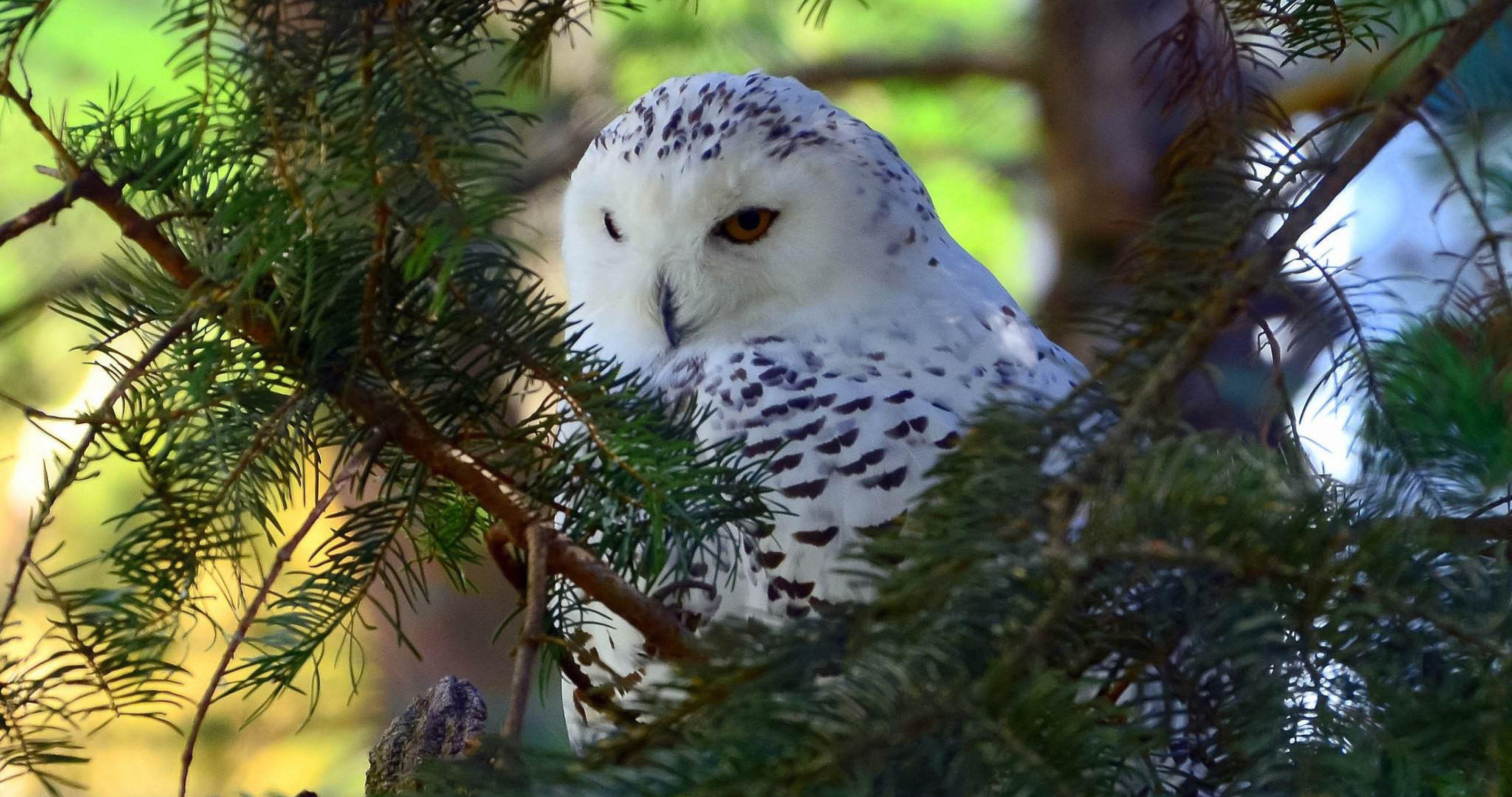 4096x2160 polar owl 4k ultra HD wallpaper. Animals beautiful, Animals, Pet birds