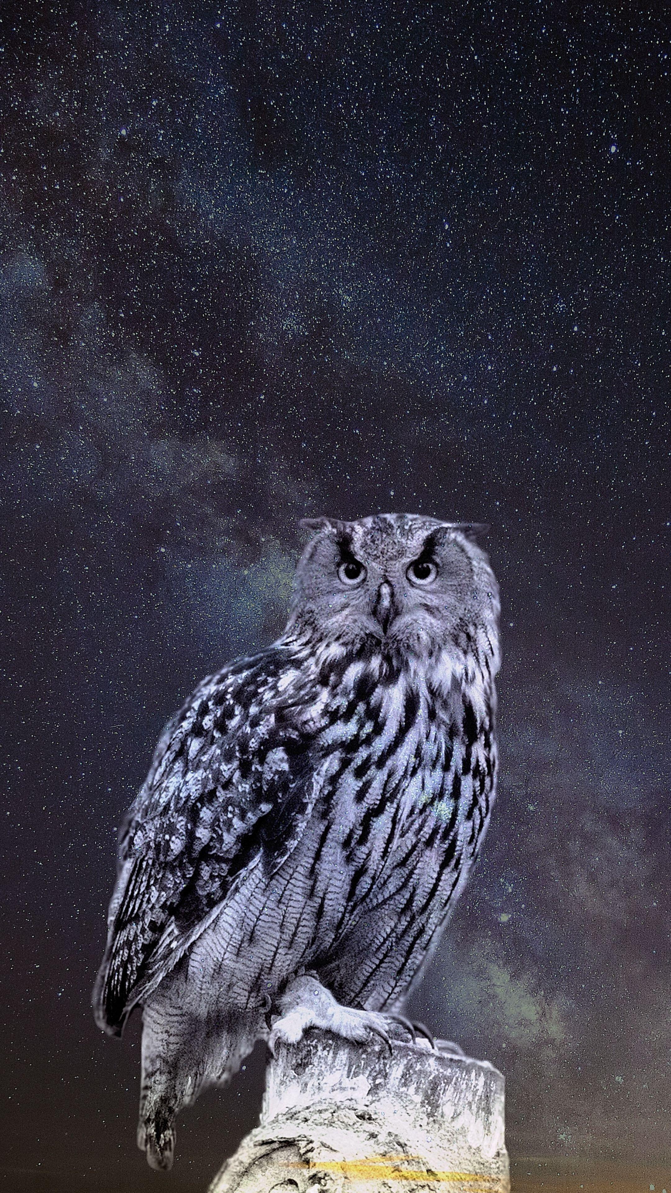 2160x3840 Animals #owl #starrysky #photoshop #wallpaper HD 4k background for android :). Background wallpaper for photohop, Photohop wallpaper, Owl wallpaper