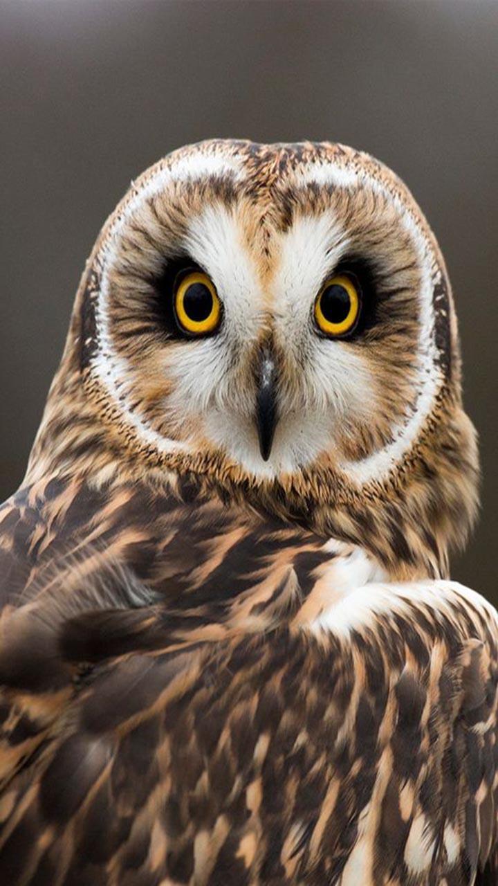 720x1280 Owl Wallpaper Free HD Wallpaper