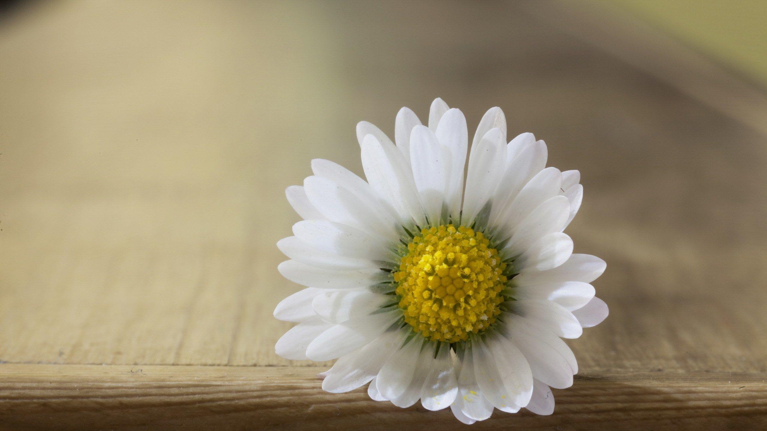 2560x1440 Flower Lock Screen Wallpaper Daisy HD Wallpaper & Background Download