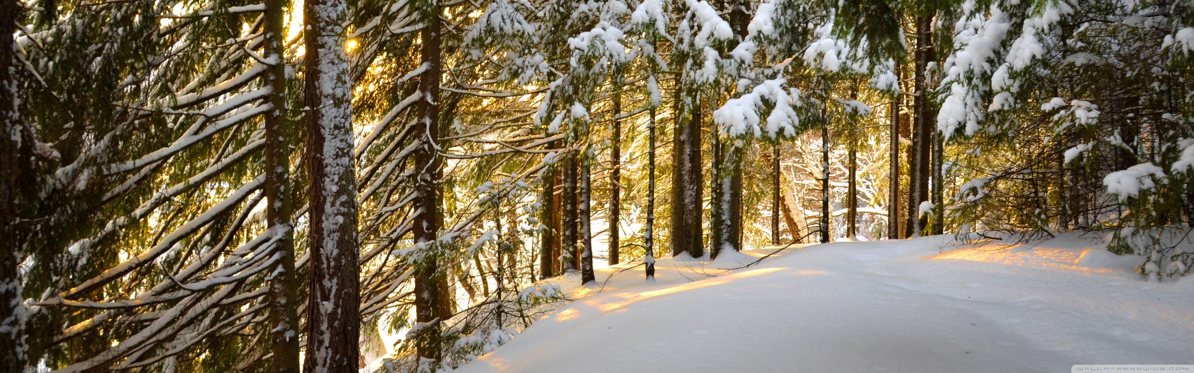 3840x1200 Forest, Winter ❤ 4K HD Desktop Wallpaper for 4K Ultra HD TV • Wide