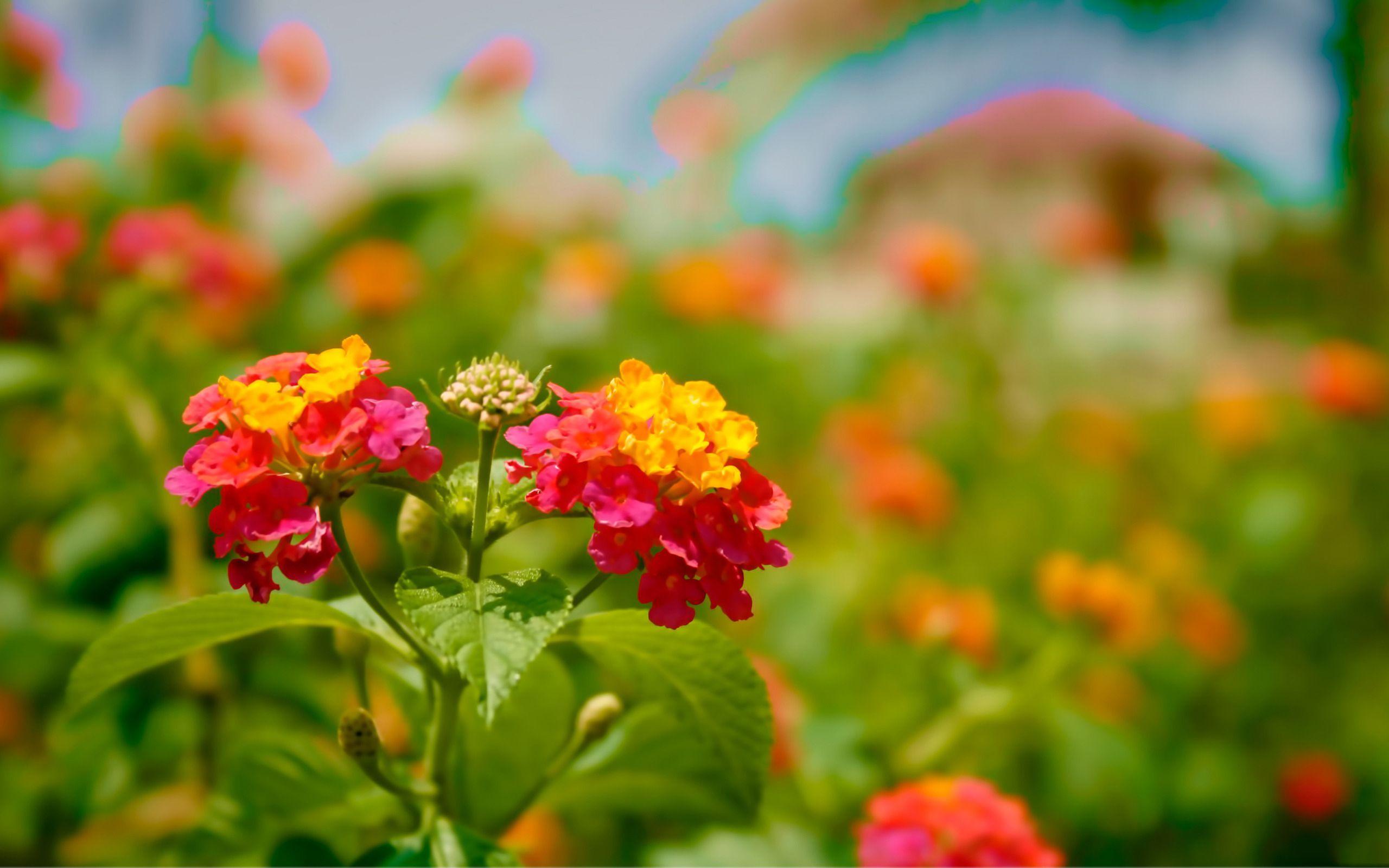 2560x1600 beautiful flowers most beautiful flowers beautiful flowers image. Beautiful flowers wallpaper, Beautiful flowers image, Most beautiful flowers