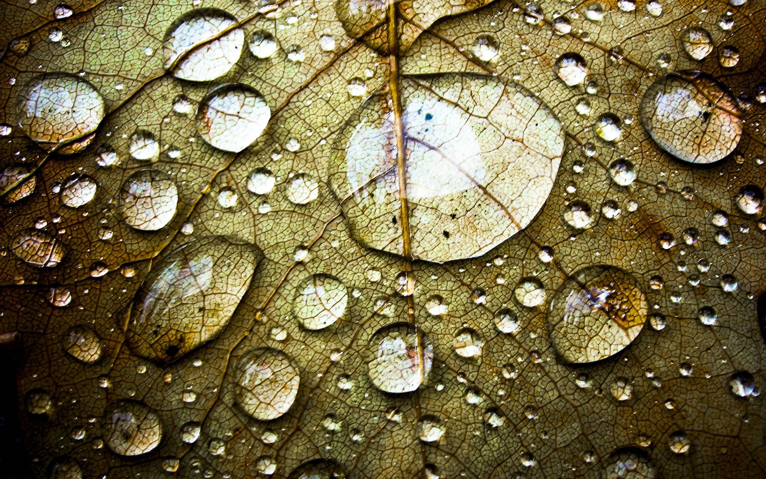2560x1600 Droplet Wallpaper