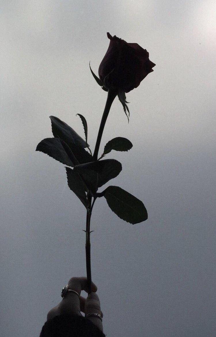 750x1170 Depeche Mode. Flowers photography wallpaper, Photography wallpaper, Black wallpaper