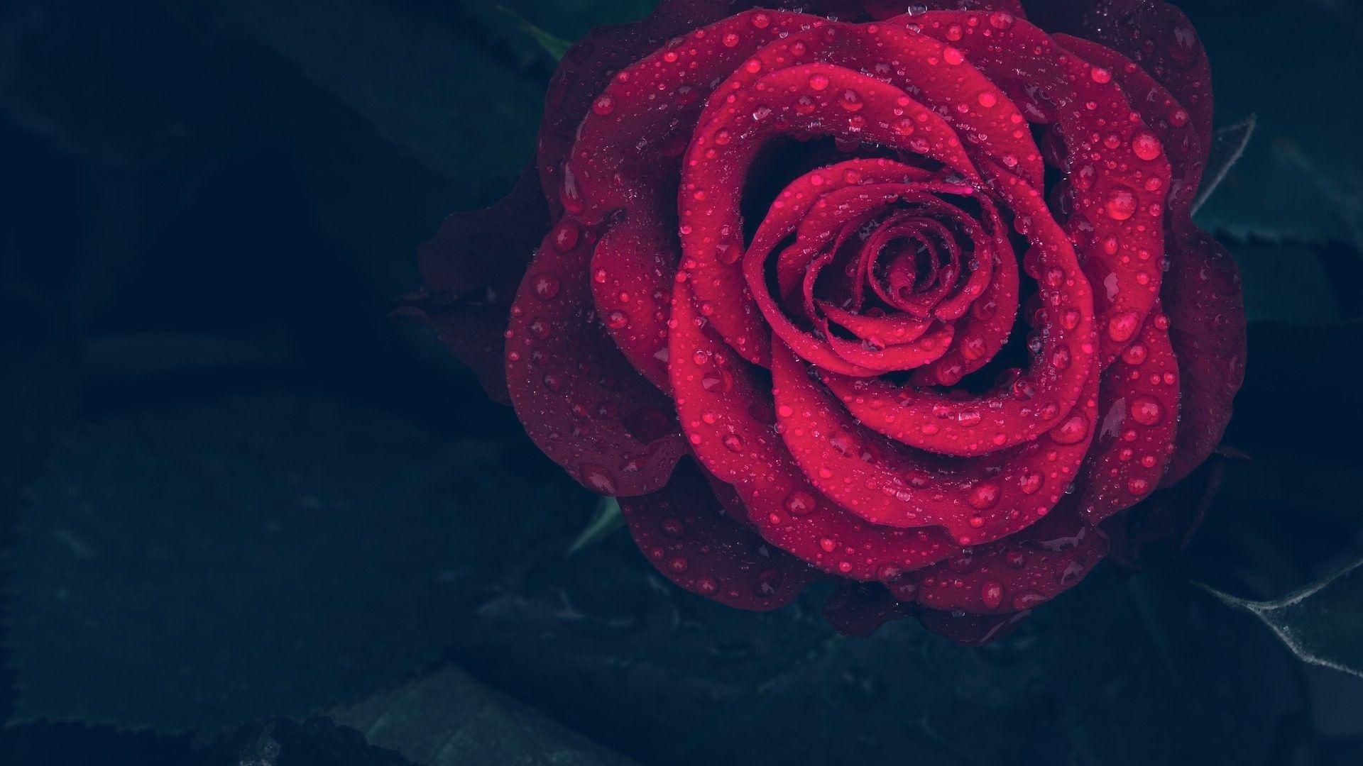 1920x1080 iPhone Dark Red Rose Wallpaper HD