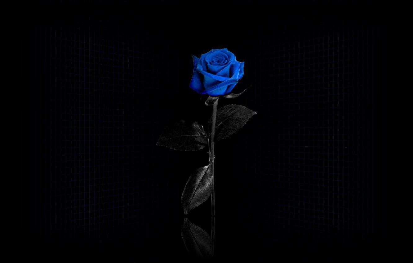 1332x850 Wallpaper mesh, Black background, blue rose image for desktop, section цветы