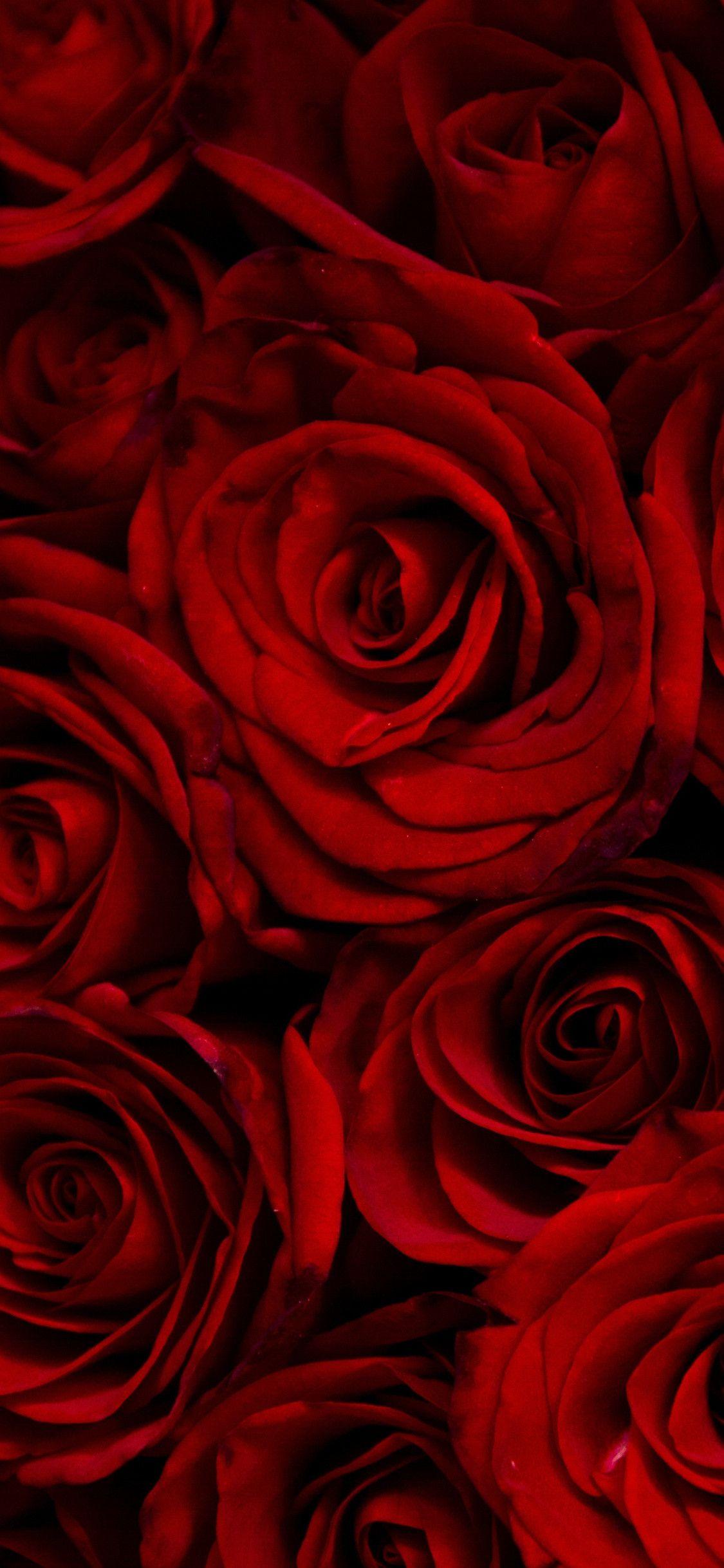 1125x2436 iPhone Dark Red Rose Wallpaper HD