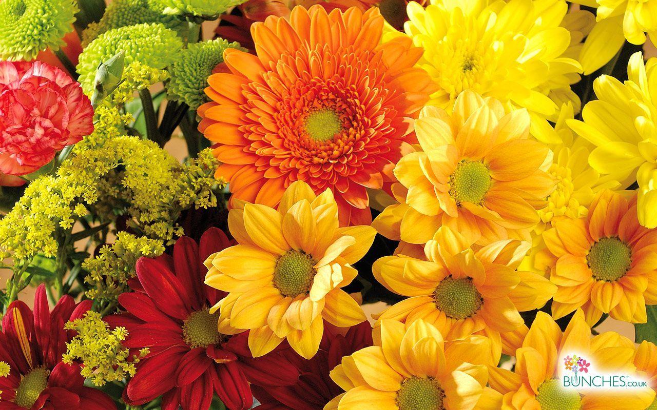 1280x800 autumn flowers. Get well soon flowers, Flowering trees, Fall flowers