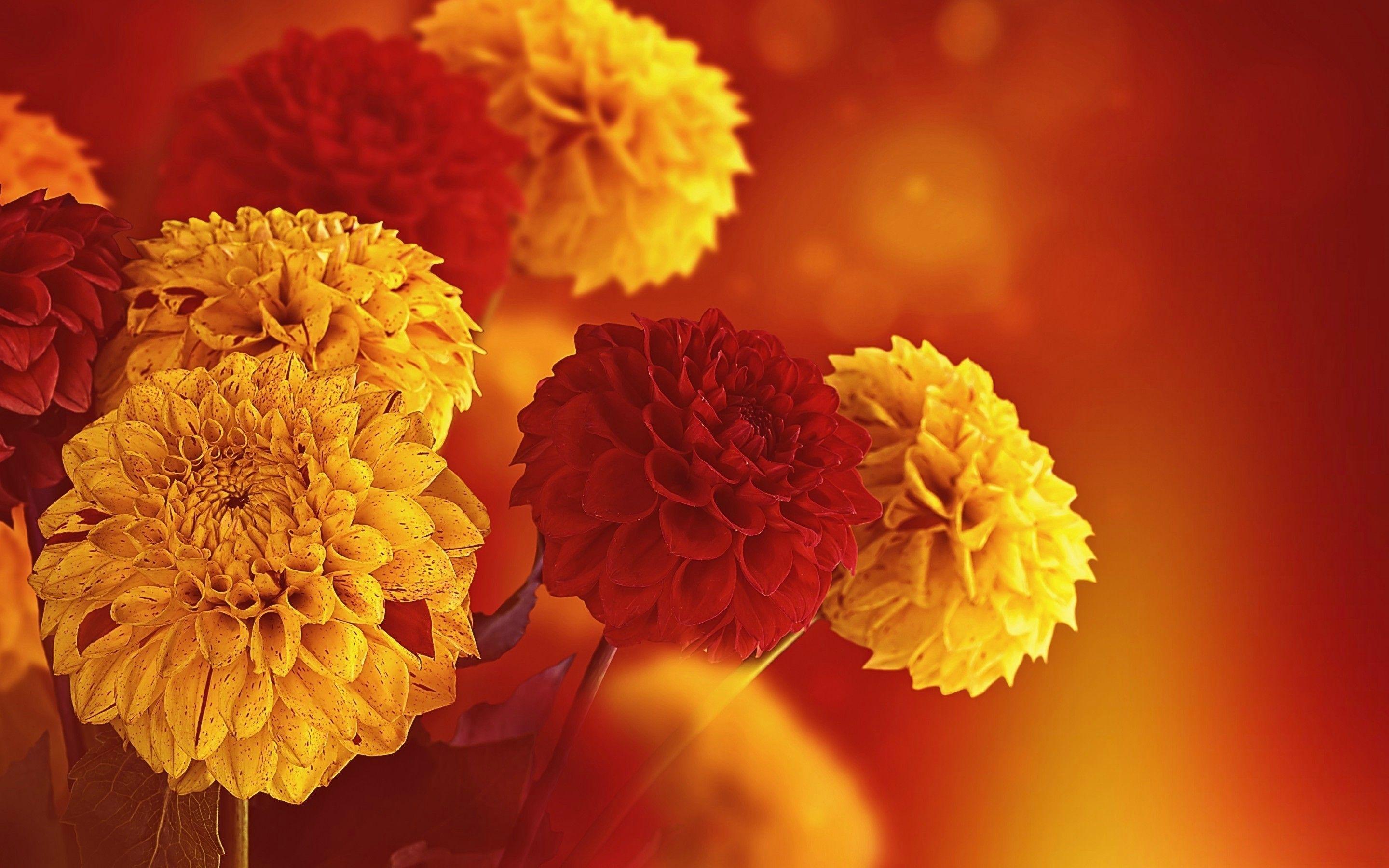 2880x1800 Fall Flowers Wallpaper background picture