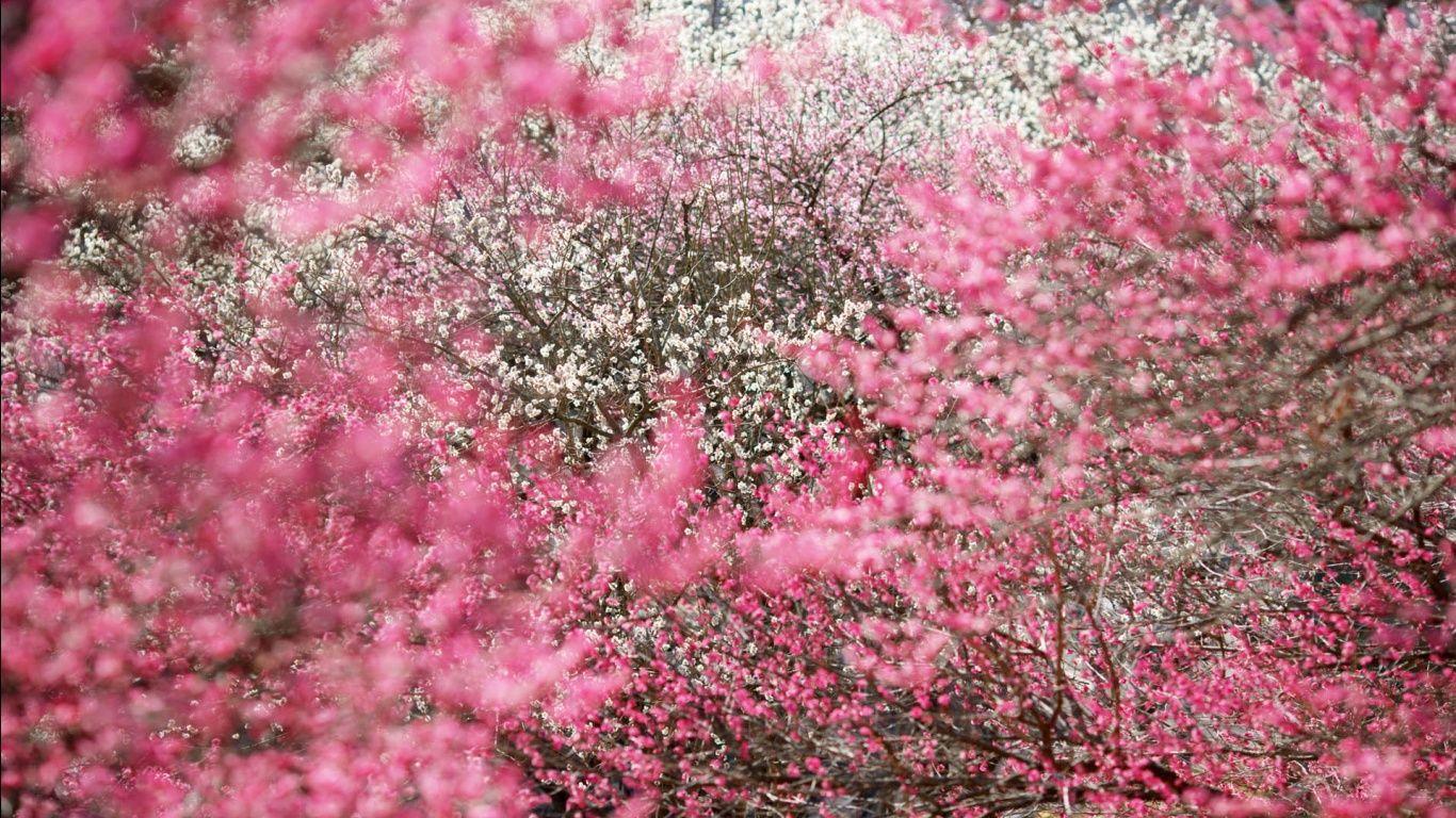 1366x768 Free Desktop Wallpaper Fall Flowers