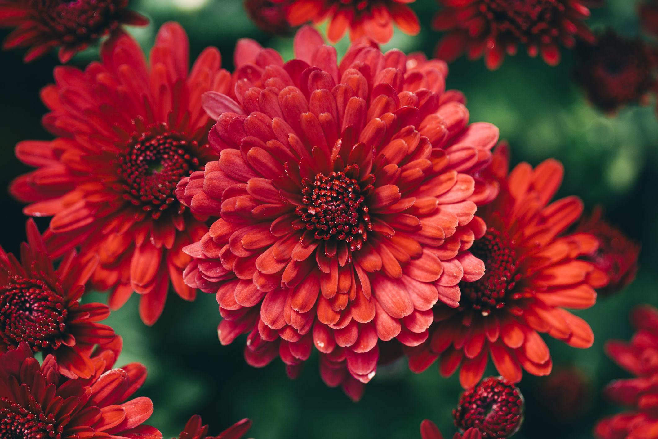 2122x1415 Flowers Fall Flowers 2122x1415