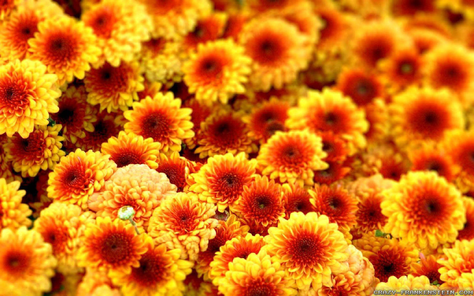 Flowers Autumn Wallpapers Top Free Flowers Autumn Backgrounds