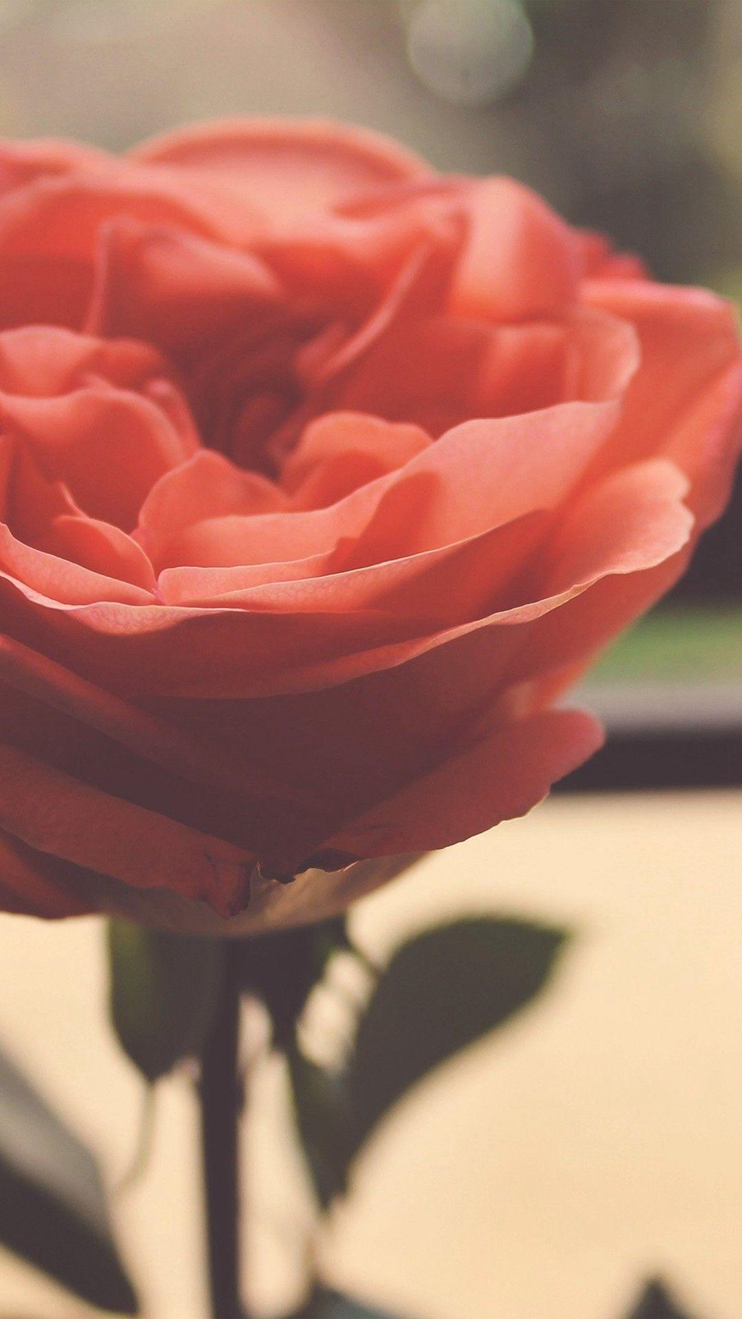 1080x1920 Rose Gold iPhone 6s Wallpaper
