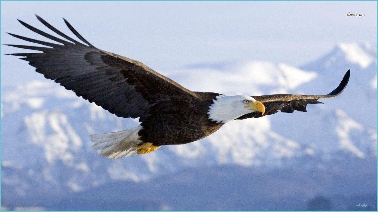 1325x744 Bald Eagle Desktop Wallpaper Free Bald Eagle Desktop