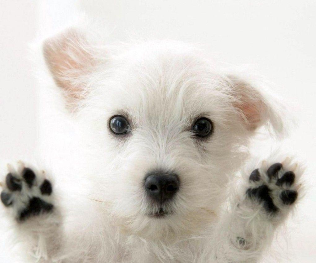 1020x850 Cute Dog Wallpaper, Top Ranked Cute Dog Wallpaper, PC LKZ484
