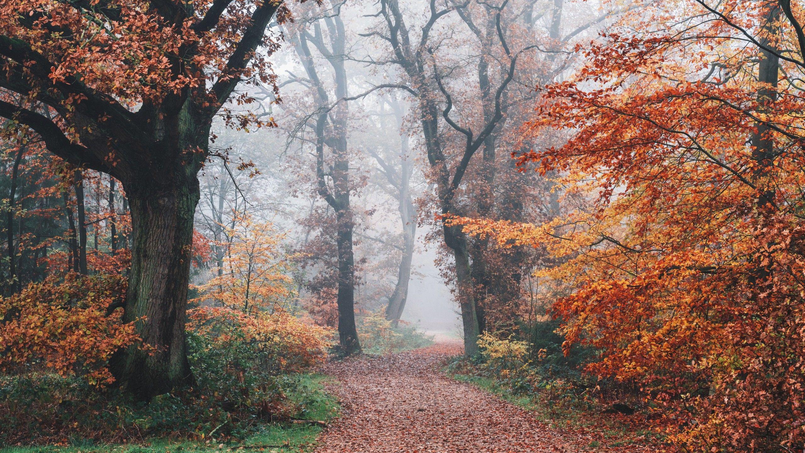 2560x1440 Mùa thu 4K Hình nền, rừng, Lá rơi, Cây, Sương mù, buổi sáng, 5K, 8K, Thiên nhiên