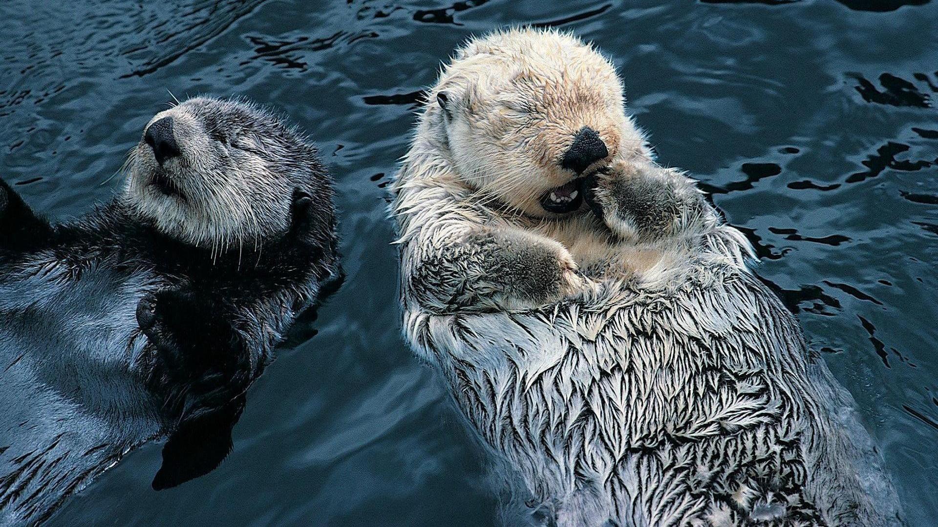 1920x1080 Otter Wallpaper for Desktop .