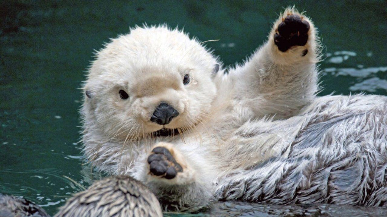 1280x720 Sea, Otter, Hd, Desktop, Wallpaper, Background, Photo, Otter Wallpaper & Background Download