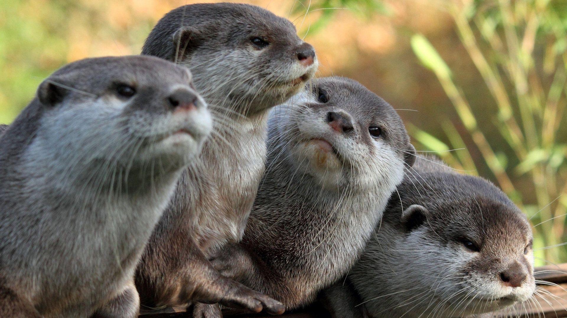 1920x1080 Wallpaper Otters, View, Animals