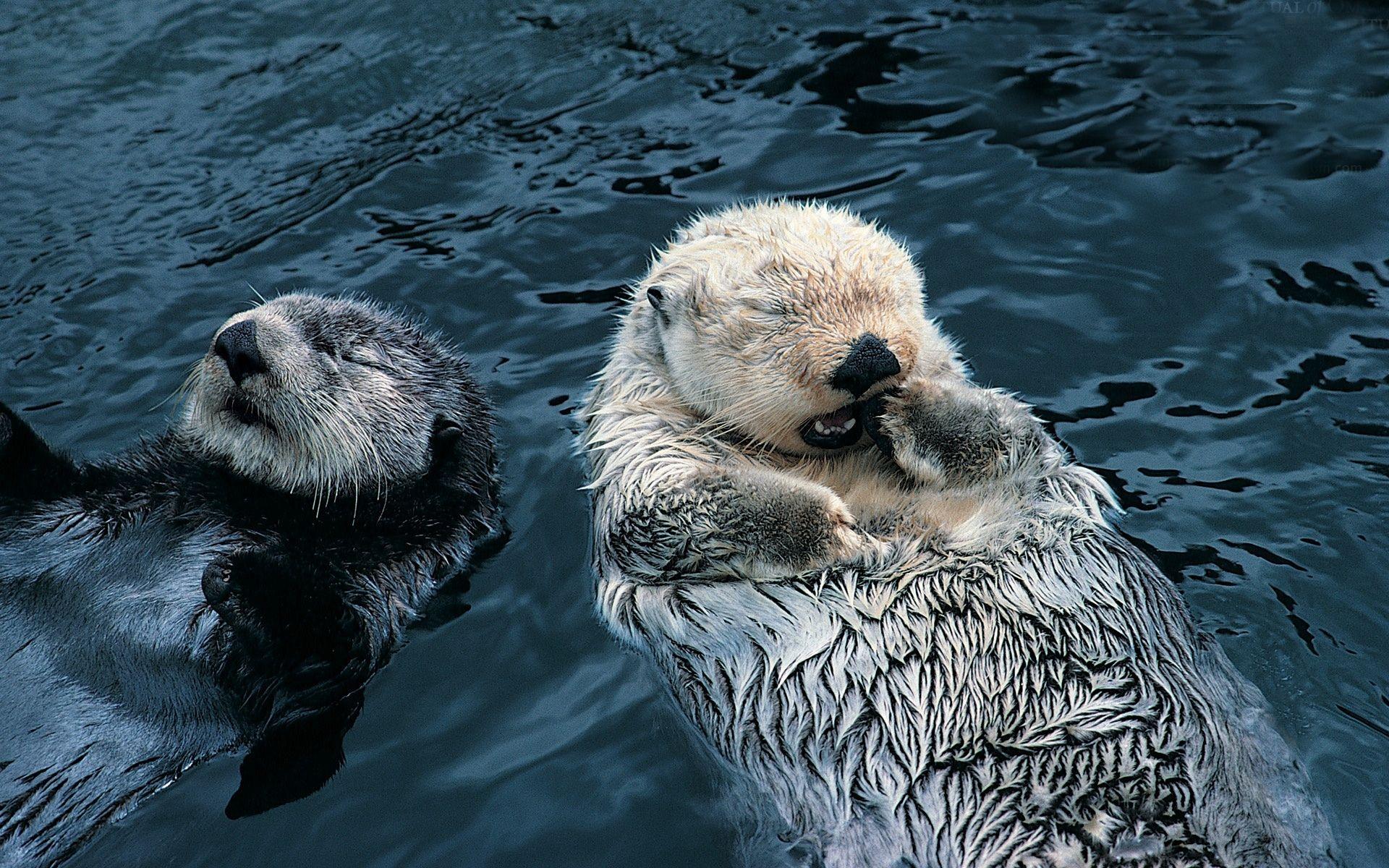 1920x1200 HD Baby Otter .