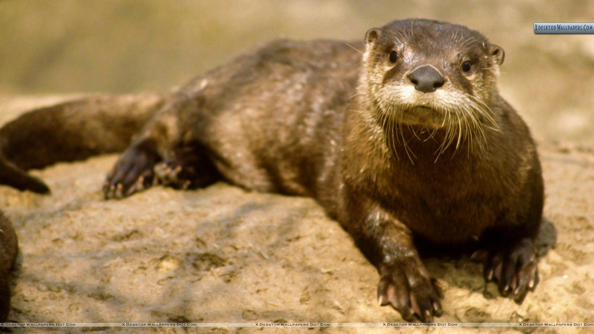 river otter wallpaper