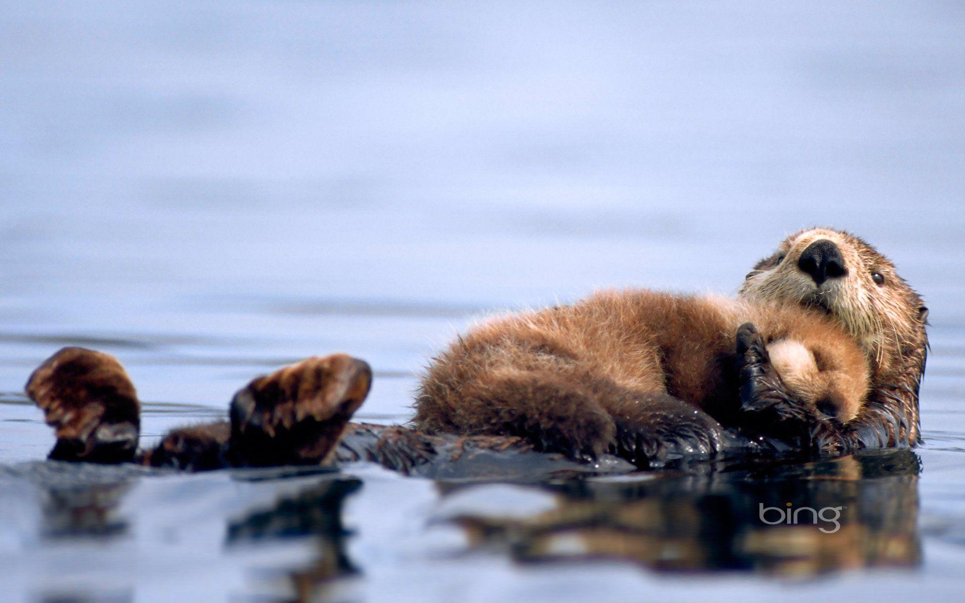 1920x1200 Otter Wallpaper. Harry Potter iPhone Wallpaper, Harry Potter Wallpaper and Funny Harry Potter Wallpaper