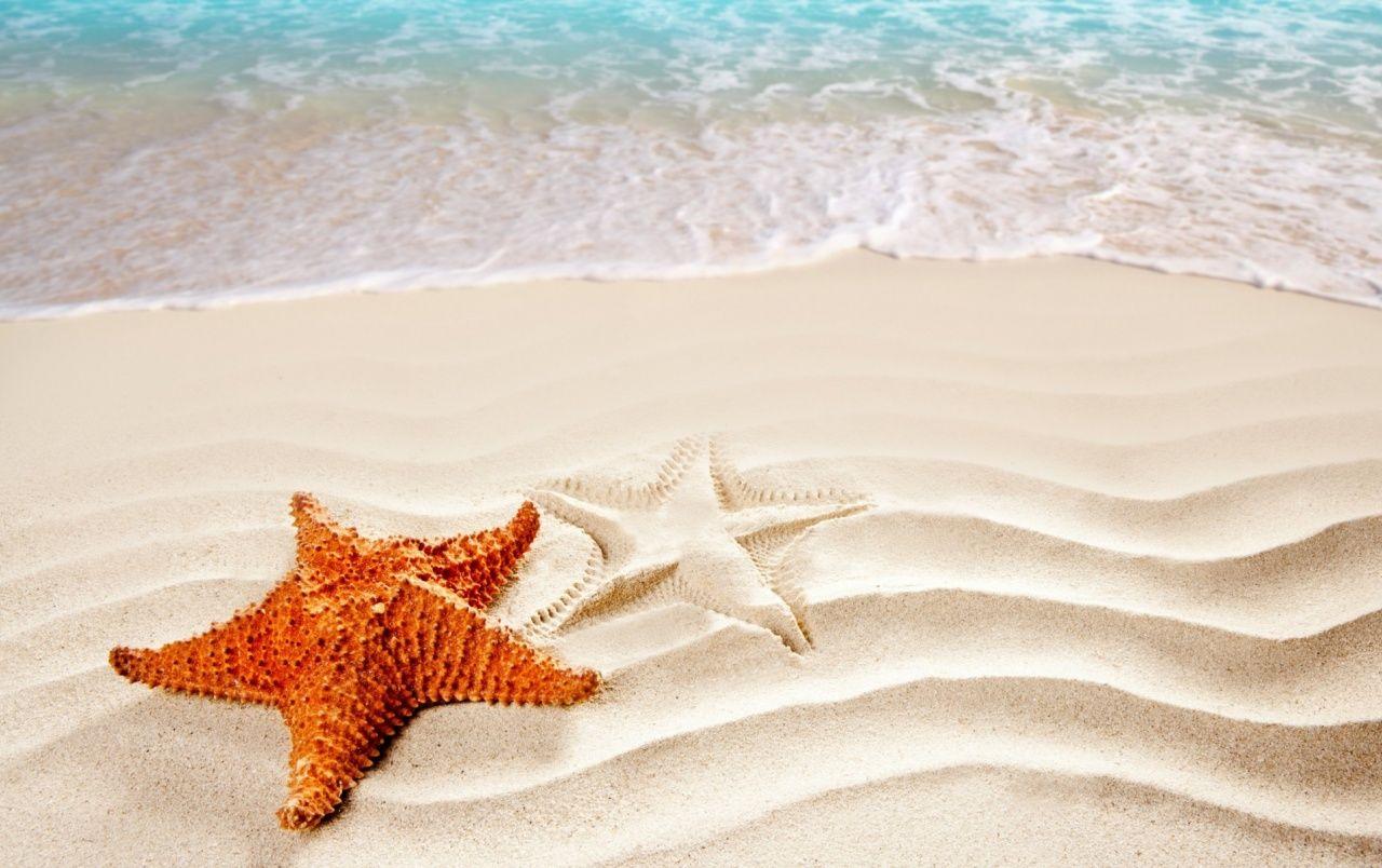 1280x804 Orange Sea Star wallpaper. Orange Sea Star