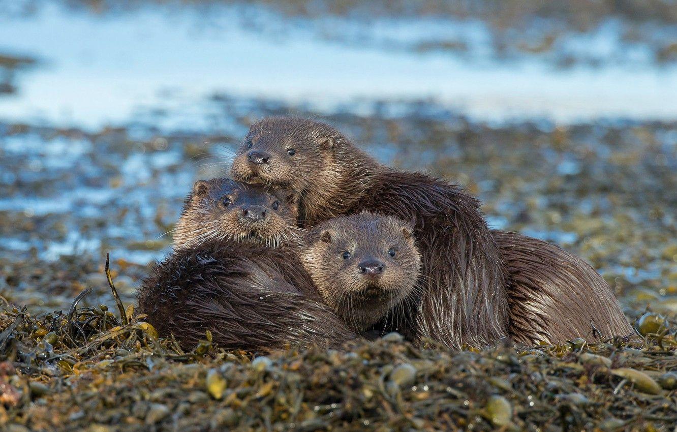 River Otter Wallpapers - Top Free River Otter Backgrounds - WallpaperAccess