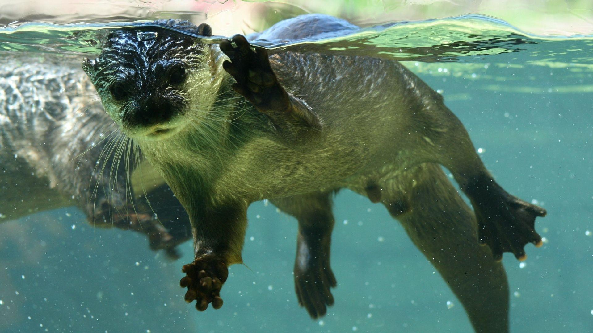 1920x1080 otter HD wallpaper, background