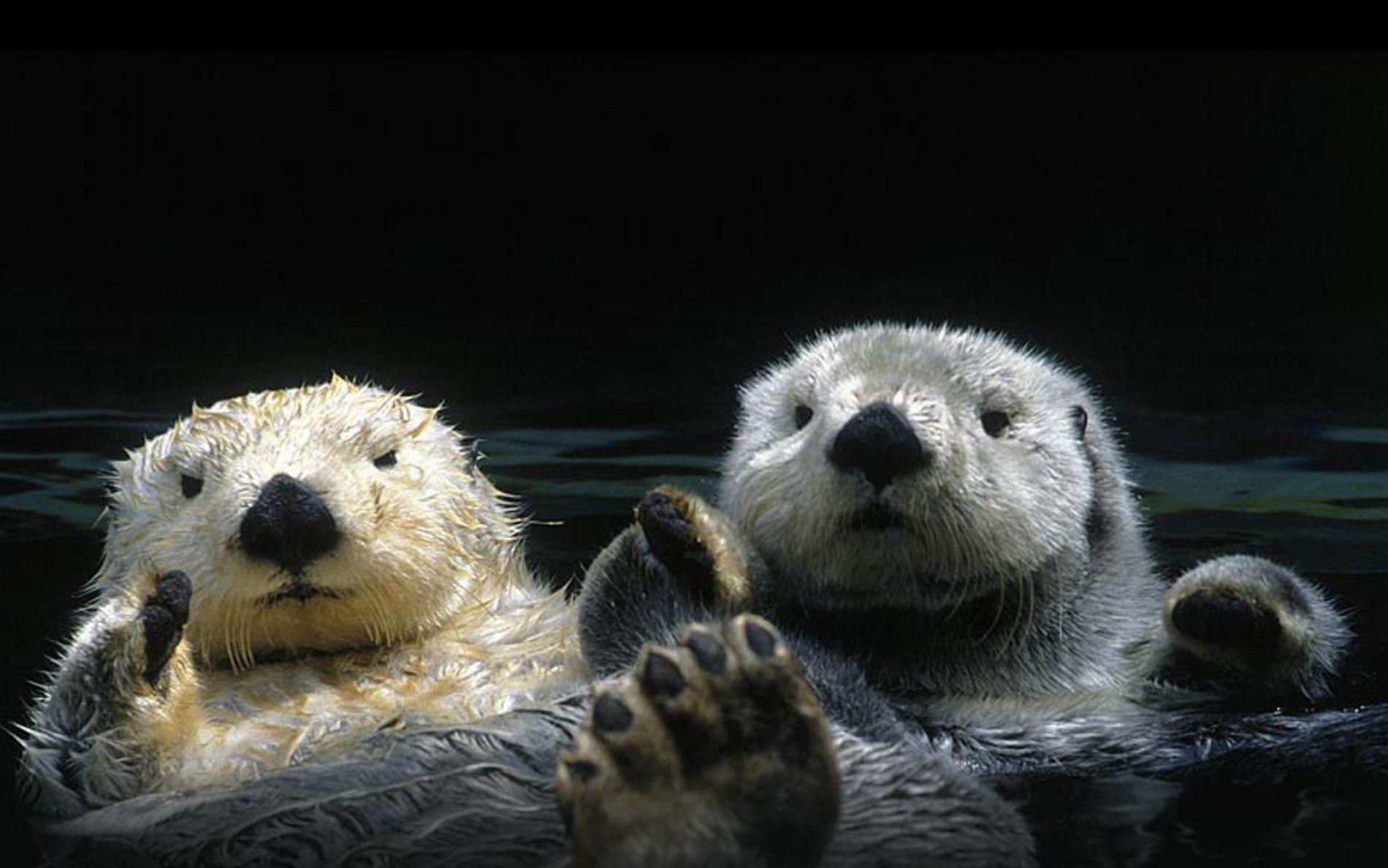 1900x1188 Sea Otter Wallpaper