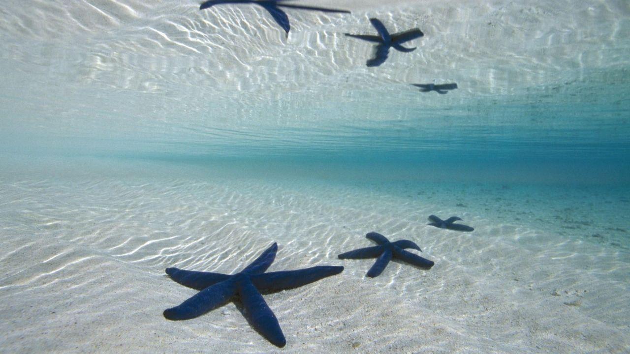1280x720 Wallpaper Collections: sea star