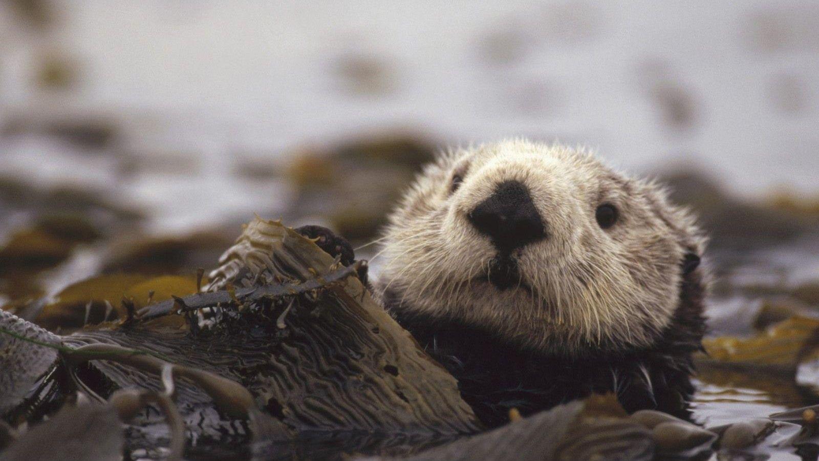 1600x900 Sea Otter HD Wallpaper 79109