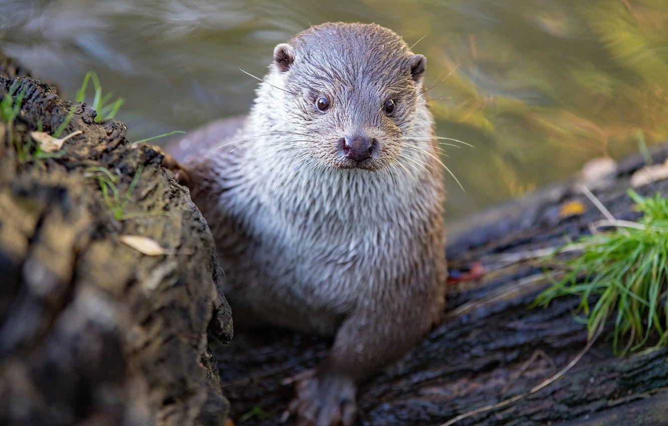River Otter Wallpapers - Top Free River Otter Backgrounds - WallpaperAccess