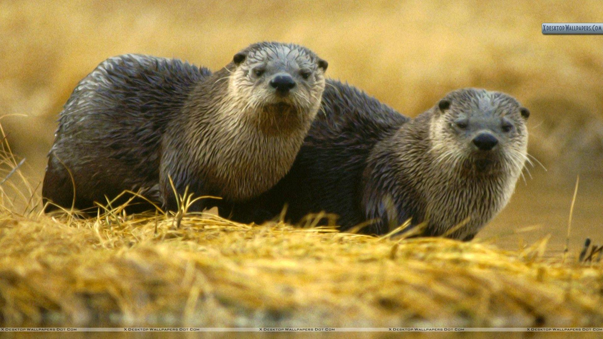 1920x1080 River Otter Wallpaper
