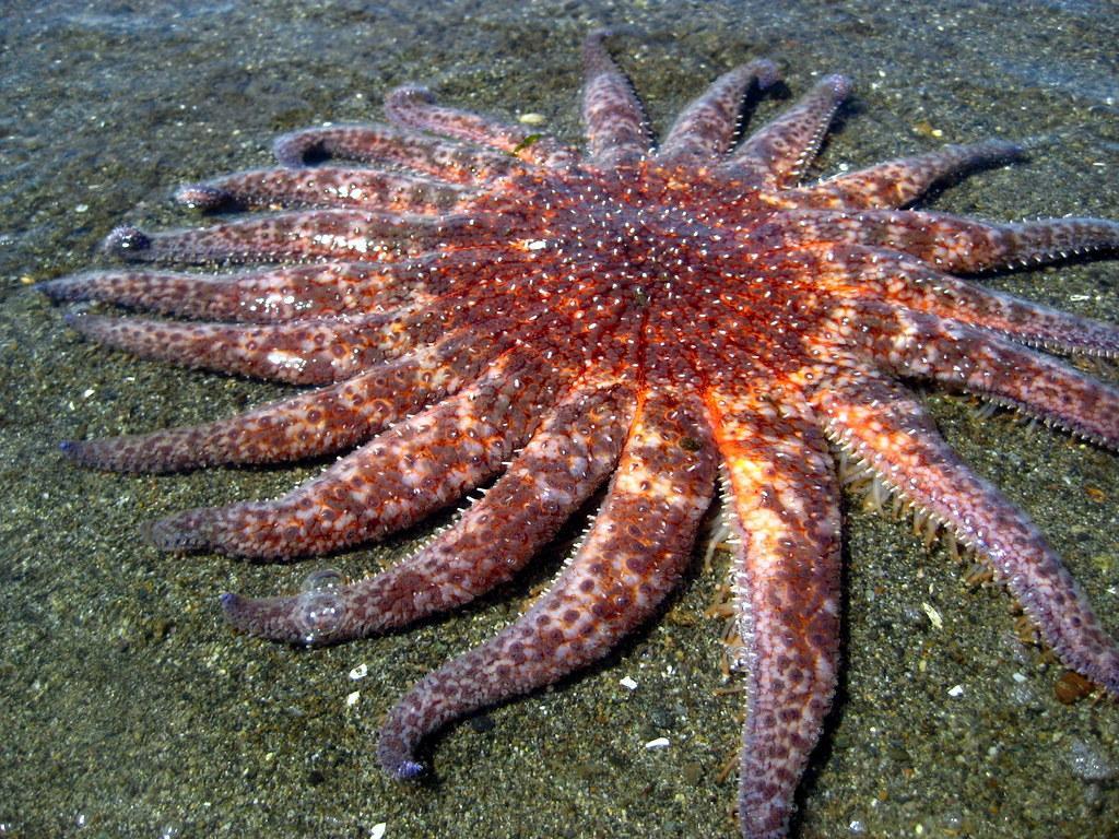 1024x768 Sunflower Sea Star Wallpaper