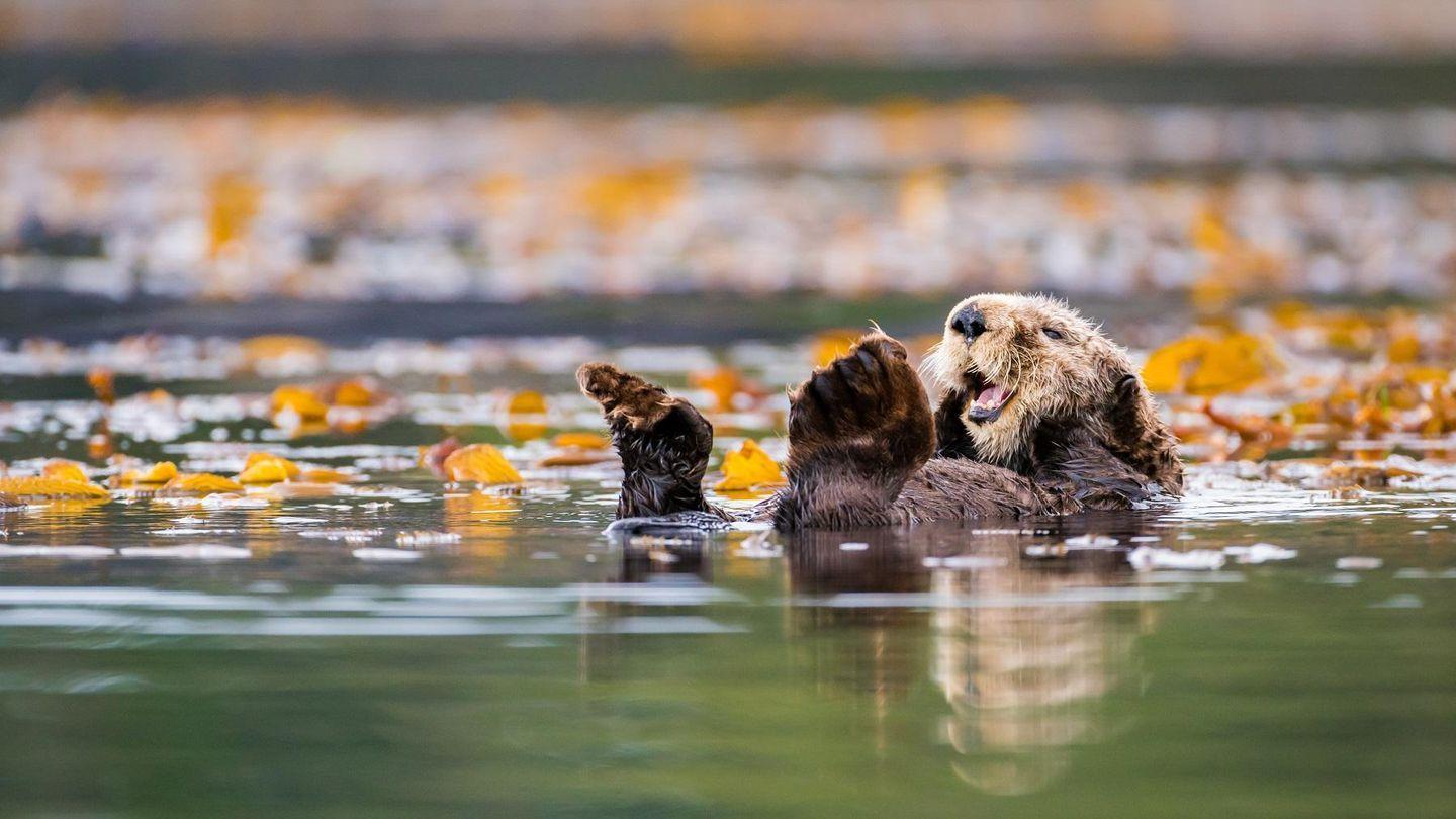 1440x810 Good News For Sea Otter Fans: A Cost Benefit Analysis Encourages Oregon Return