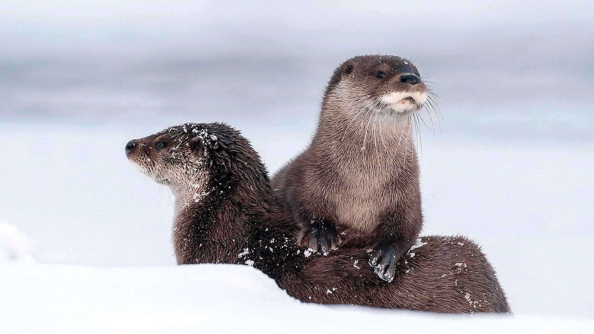 1920x1080 Windows 10 Wallpaper Otter