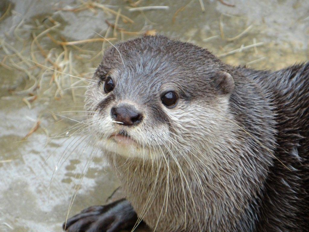 1024x768 Cute River Otters. Cute River Otters. Baby animals super cute, Otters cute, Otters