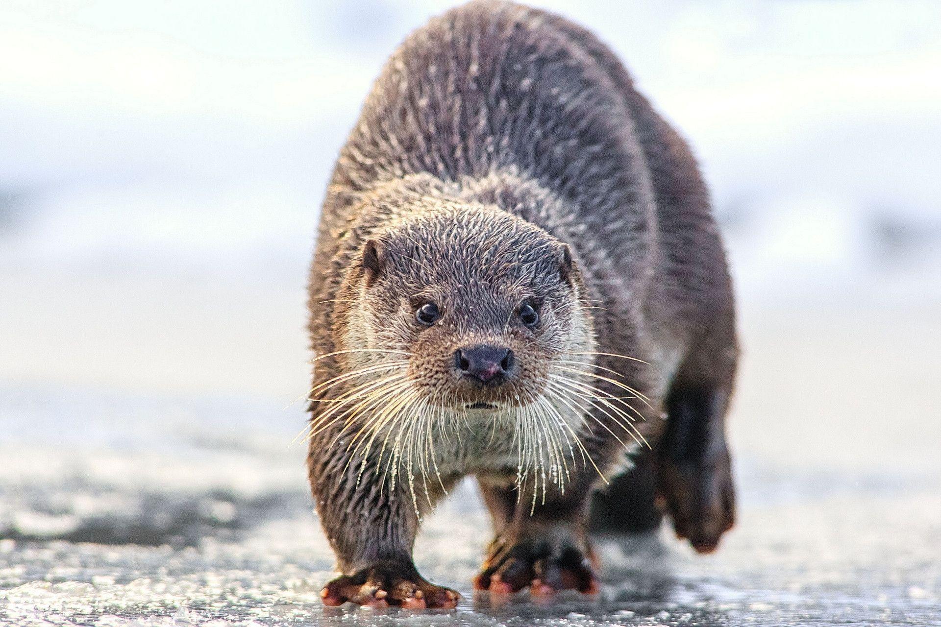 1920x1280 Otter Wallpaper