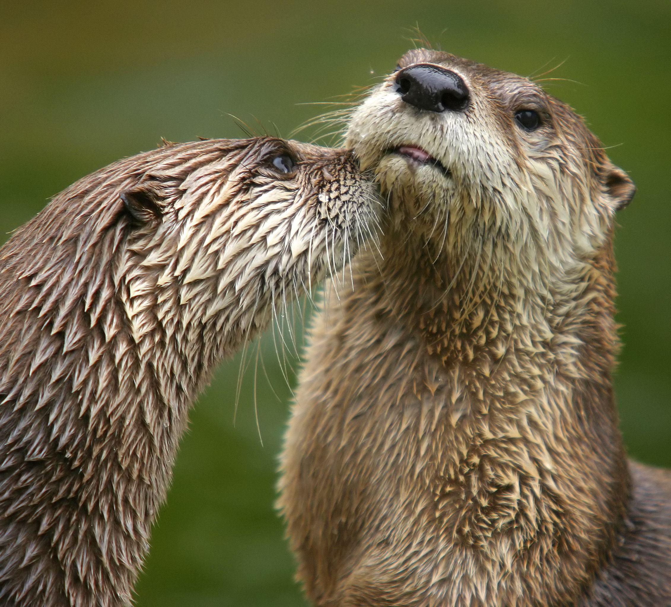 2262x2048 North American river otter