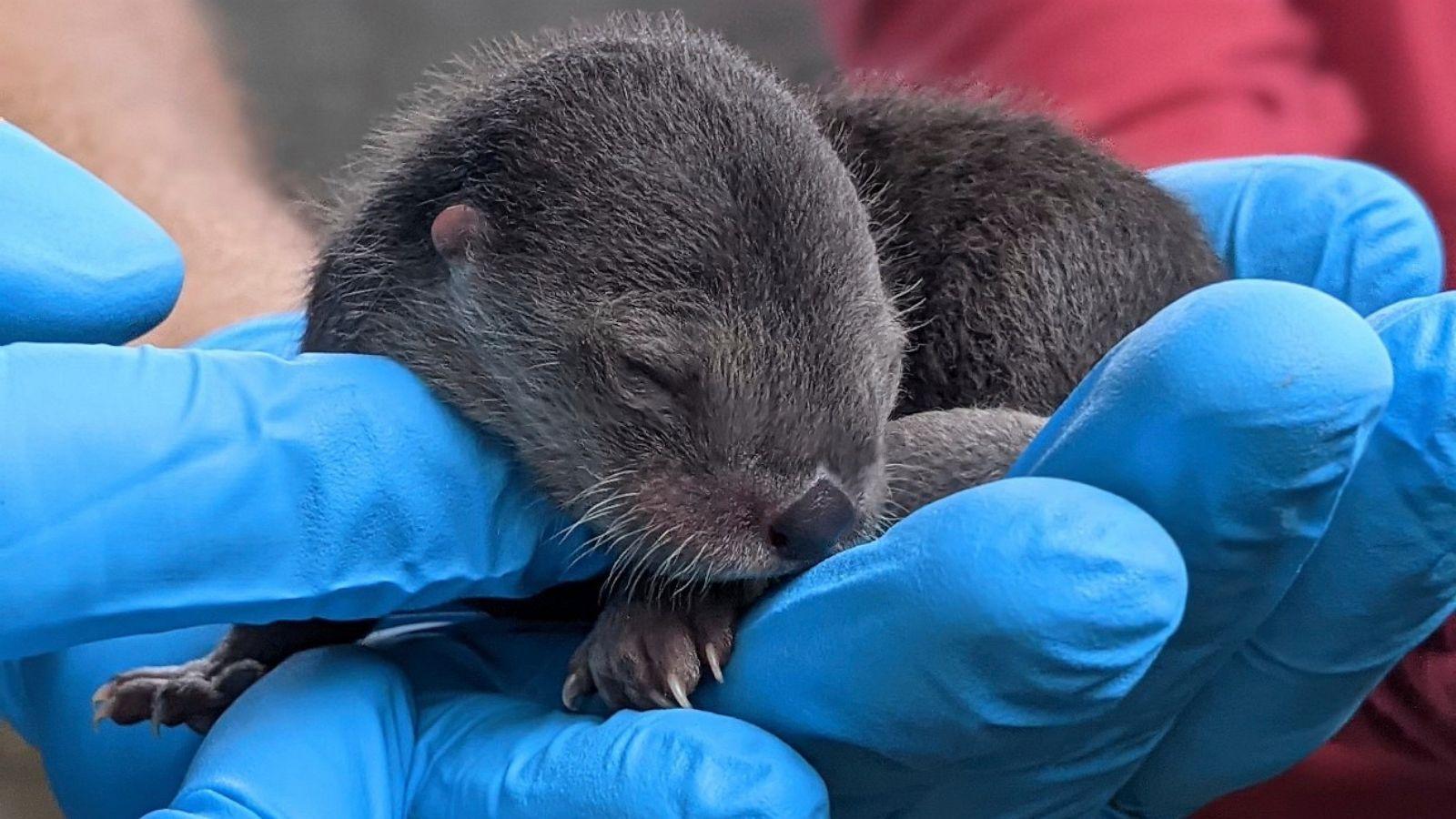 1600x900 North American river otter pups born at Zoo Miami
