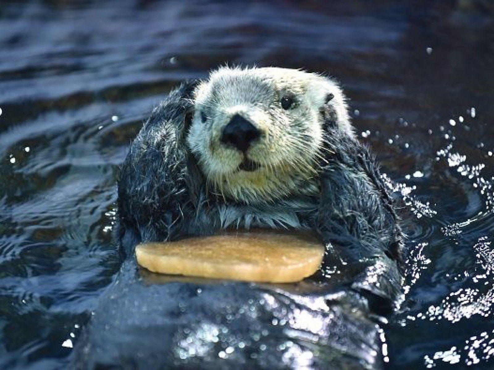 1600x1200 Harry Potter Author J.K. Rowling Requests Cute Otter Photo Because Politics Are Depressing
