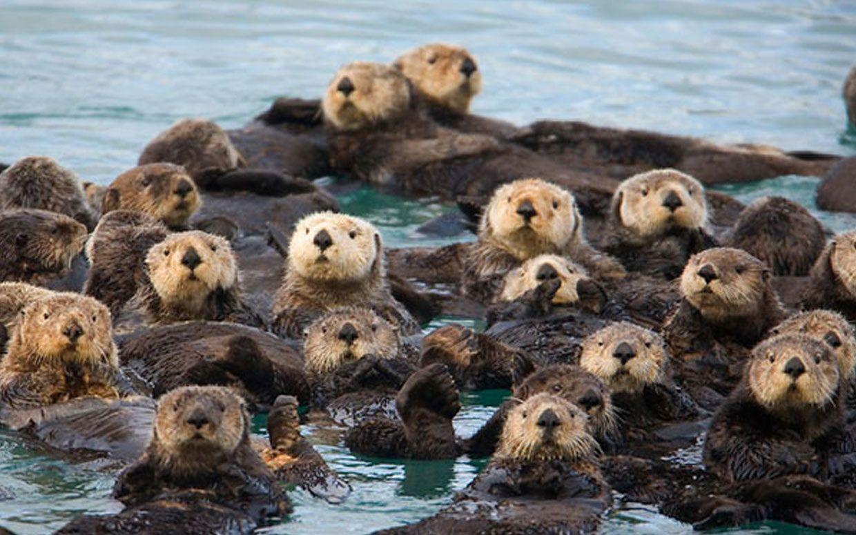 Cute Sea Otter Wallpapers - Top Free Cute Sea Otter Backgrounds