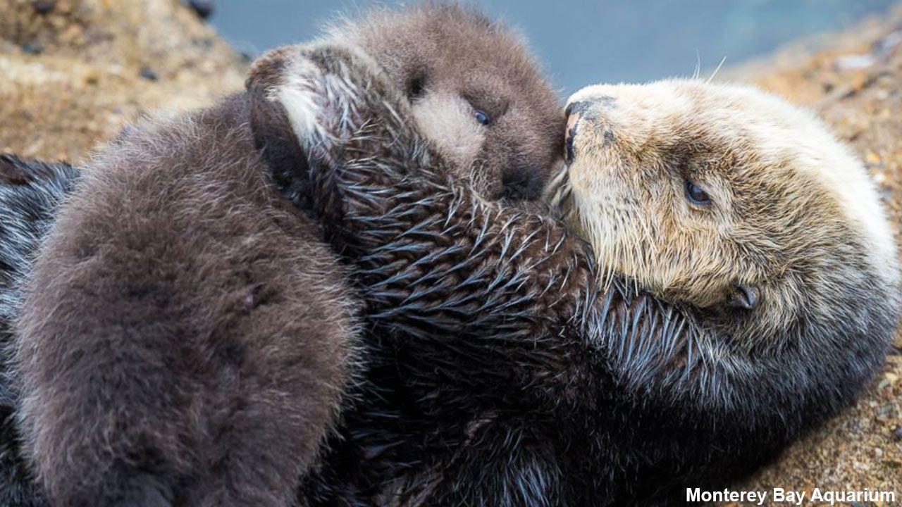 1280x720 Wild sea otter gives birth to adorable pup at Monterey Bay Aquarium Los Angeles