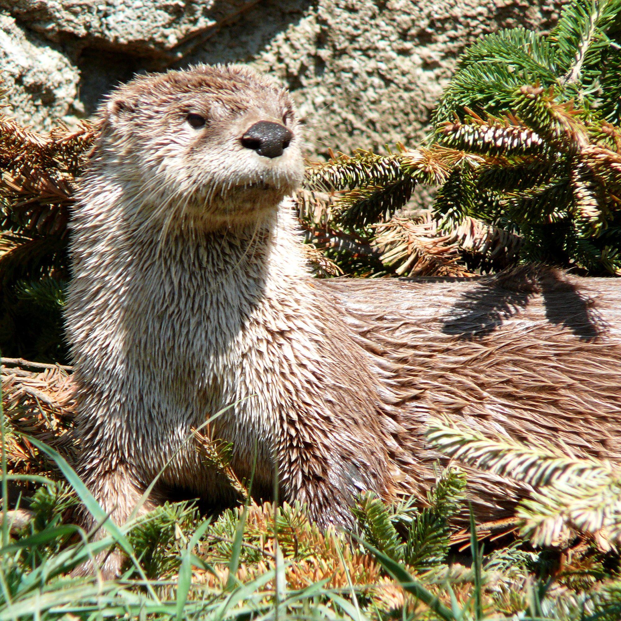 River Otter Wallpapers - Top Free River Otter Backgrounds - WallpaperAccess