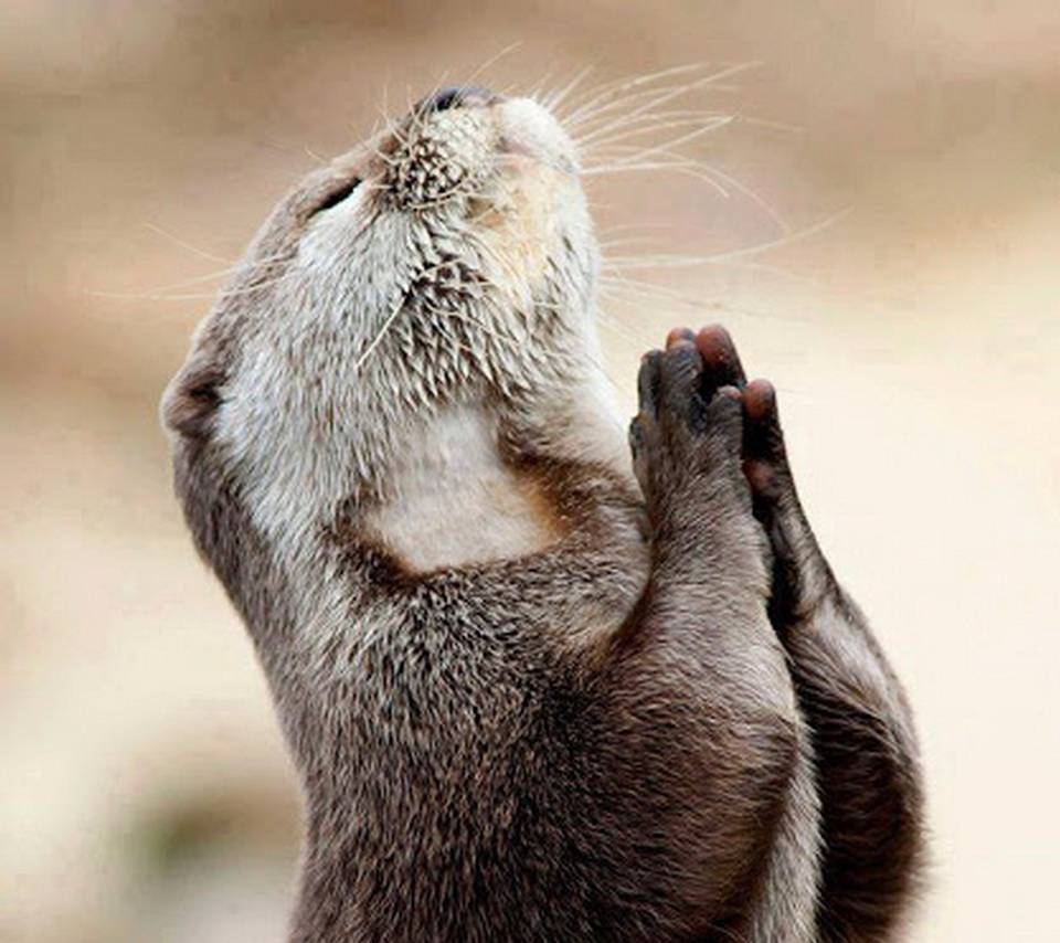 960x854 Otter Praying HD wallpaper