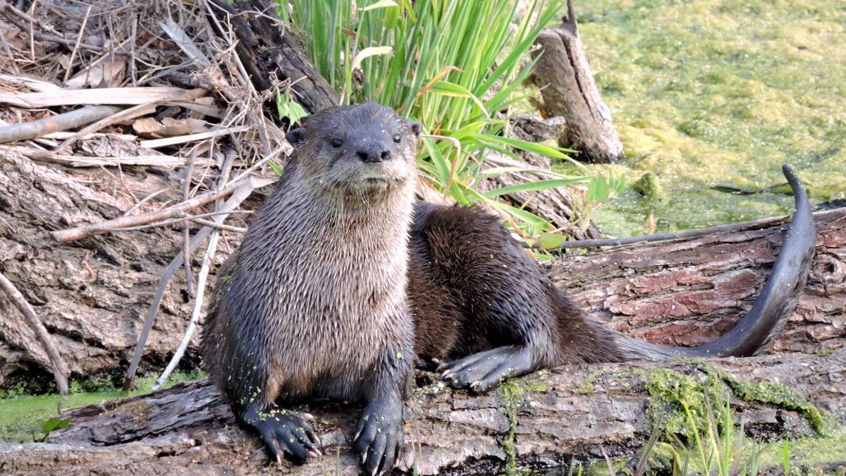 River Otter Wallpapers - Top Free River Otter Backgrounds - WallpaperAccess